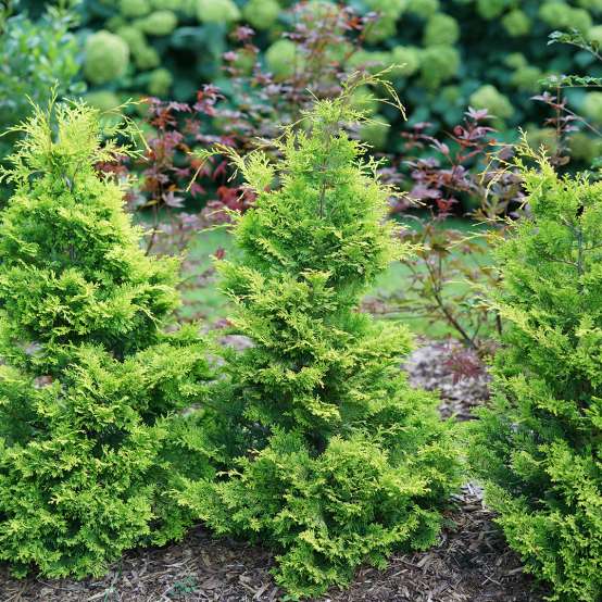 Trio of Ray of Light Chamaecyparis in garden